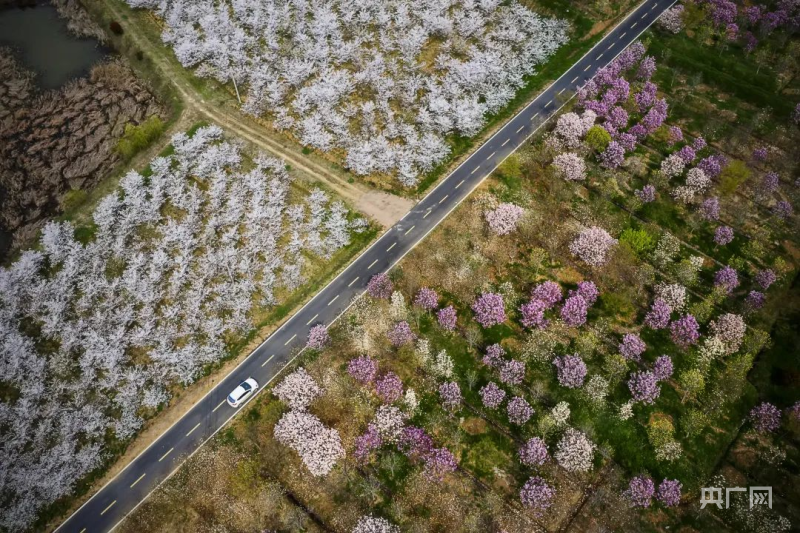 全国苗木花卉线emc易倍·体育上交易平台冠军企业总部落户合肥肥西(图2)