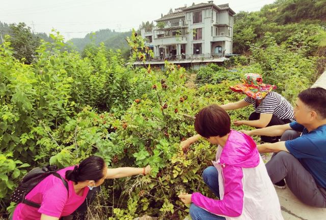 湖北宜都：农家自办“三红”小采摘节美味emc易倍综合平台鲜果逗人爱(图2)