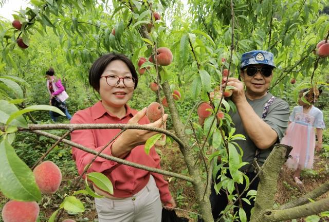 湖北宜都：农家自办“三红”小采摘节美味emc易倍综合平台鲜果逗人爱(图6)