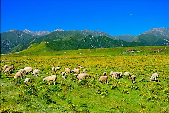 甘肃黄草坪碧空如洗、白云悠悠遍地emc易倍体育在线登录黄花盛开让人如痴如醉。(图1)