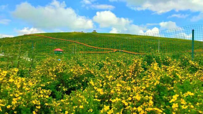 甘肃黄草坪碧空如洗、白云悠悠遍地emc易倍体育在线登录黄花盛开让人如痴如醉。(图3)