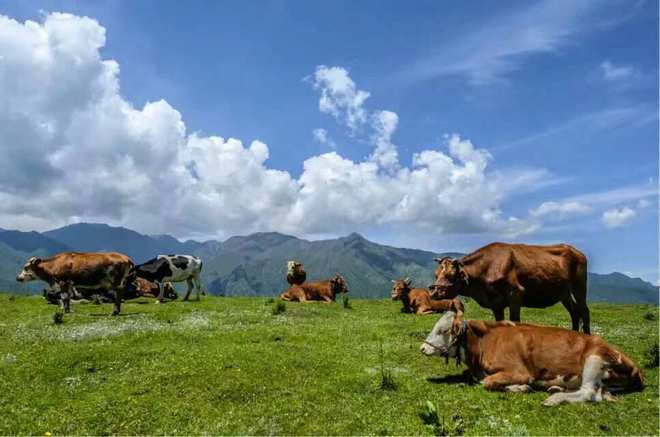 甘肃黄草坪碧空如洗、白云悠悠遍地emc易倍体育在线登录黄花盛开让人如痴如醉。(图2)