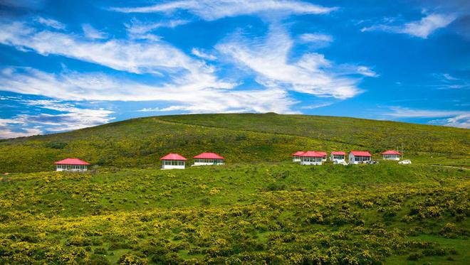 甘肃黄草坪碧空如洗、白云悠悠遍地emc易倍体育在线登录黄花盛开让人如痴如醉。(图4)