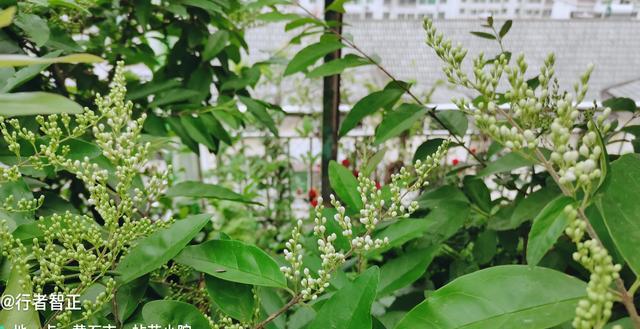 很少有人知道名字的这种灌木叫emc易倍小蜡开的花非常香(图2)