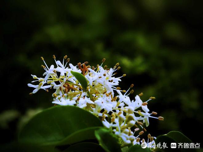 好emc易倍·体育景山东济南千佛山小叶女贞花夏风中摇曳繁似雪玲珑可爱！(图1)