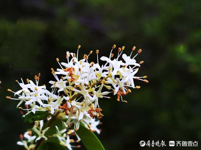 好emc易倍·体育景山东济南千佛山小叶女贞花夏风中摇曳繁似雪玲珑可爱！(图4)