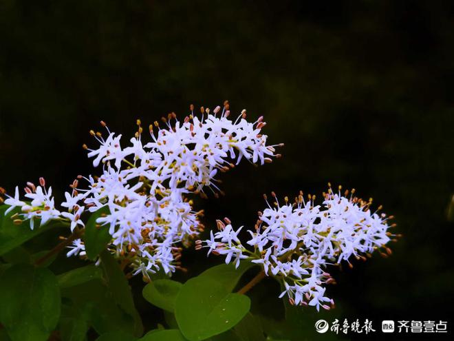 好emc易倍·体育景山东济南千佛山小叶女贞花夏风中摇曳繁似雪玲珑可爱！(图3)