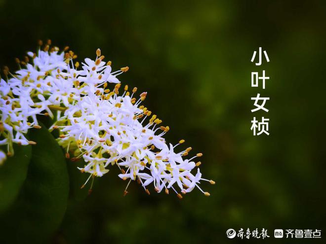 好emc易倍·体育景山东济南千佛山小叶女贞花夏风中摇曳繁似雪玲珑可爱！(图5)