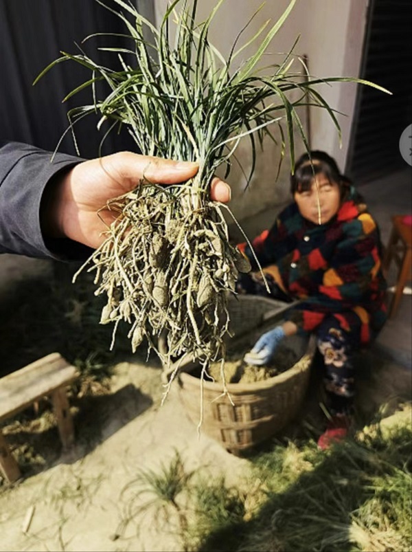 emc易倍综合平台药财有道 麦冬行情及产地长势简述(图2)